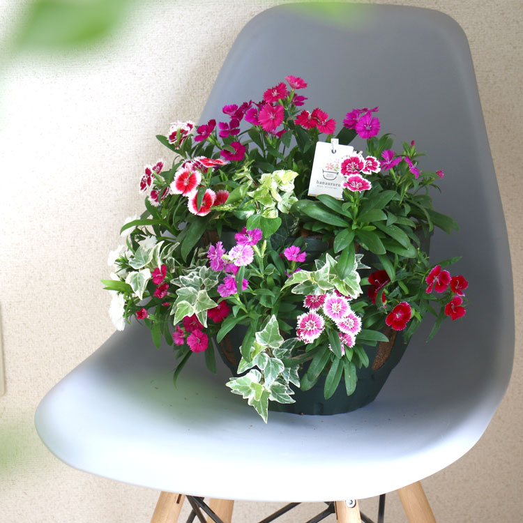 �����̸��꡿���٤��󤻿��� �ɺ���ڥ��ǥ��֥�ե� �ʥǥ����Υϥ󥮥󥰥Х����å� ��M������ ����ץ�