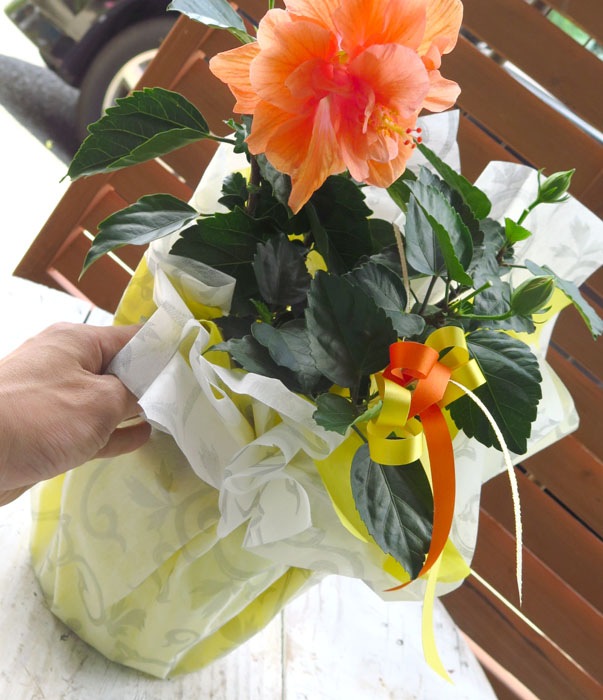  Ȭź餭 ϥӥ 4 ϥӥ ȭ(5ȭ ⤵40cm) 