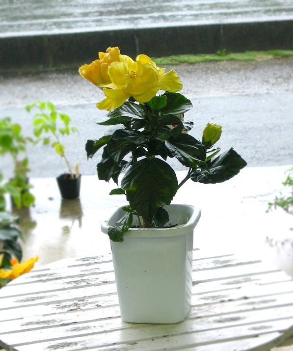  Ȭź餭 ϥӥ 4 ϥӥ ȭ(5ȭ ⤵40cm) 