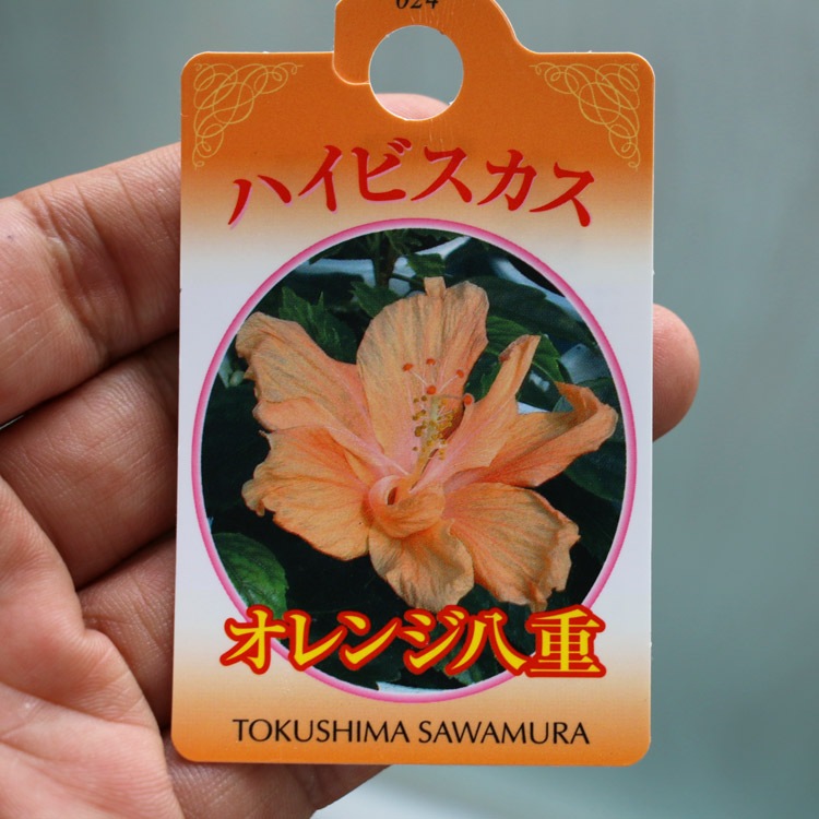  Ȭź餭 ϥӥ 4 ϥӥ ȭ(5ȭ ⤵40cm) 