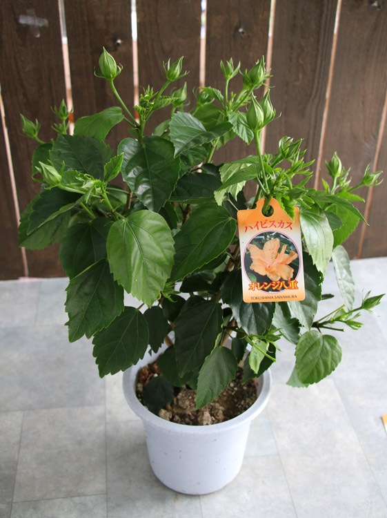  Ȭź餭 ϥӥ 4 ϥӥ ȭ(5ȭ ⤵40cm) 