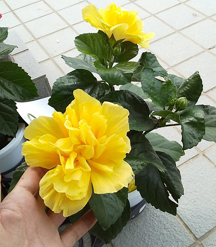  Ȭź餭 ϥӥ 4 ϥӥ ȭ(5ȭ ⤵40cm) 