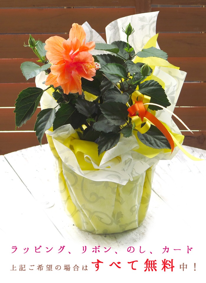  Ȭź餭 ϥӥ 4 ϥӥ ȭ(5ȭ ⤵40cm) 