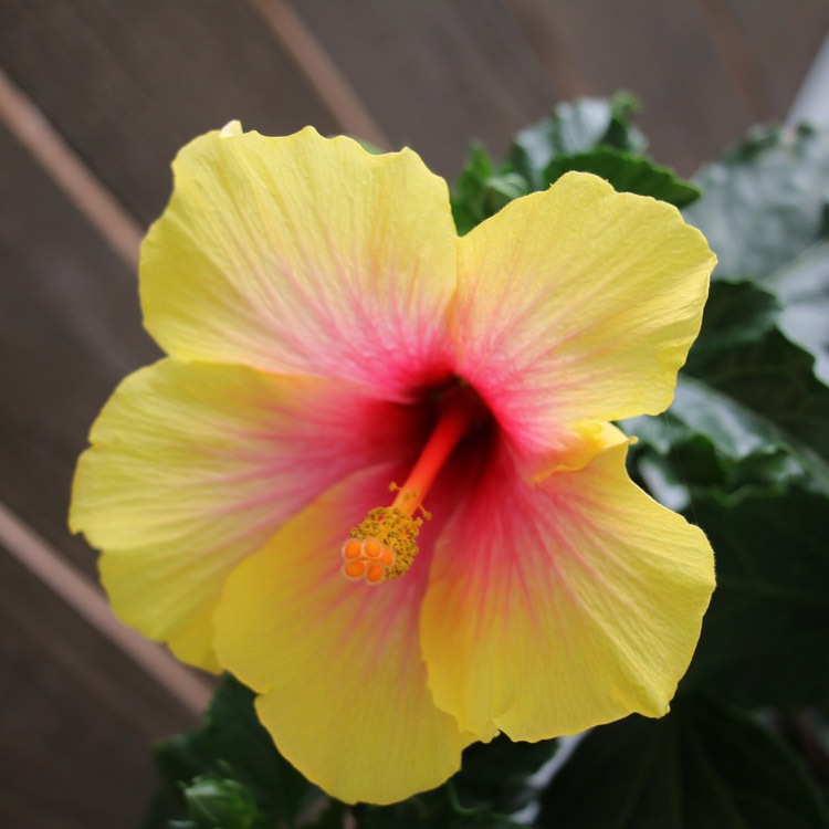 ハイビスカス鉢植え ミセスユミ 5号鉢 高さ約45cm前後 フラワーギフト 花うるる 本店