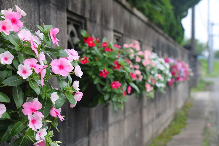 �֤���� �ϥ󥮥� �󤻿��� ������ [���ȥ��٥꡼](����ץ�10������) 5-11���