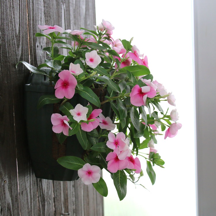 �֤���� �ϥ󥮥� �󤻿��� ������ [���ȥ��٥꡼](����ץ�10������) 5-11���