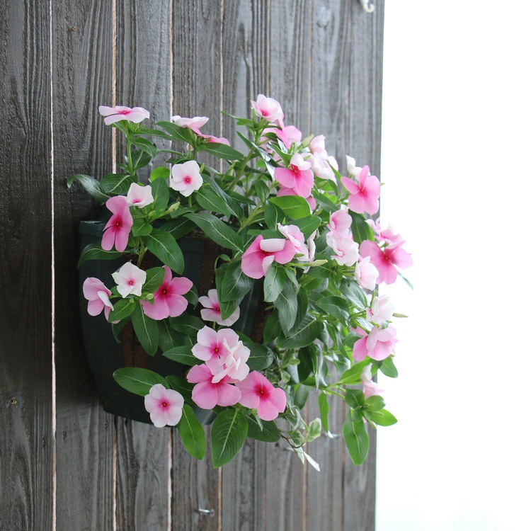 �֤���� �ϥ󥮥� �󤻿��� ������ [���ȥ��٥꡼](����ץ�10������) 5-11���