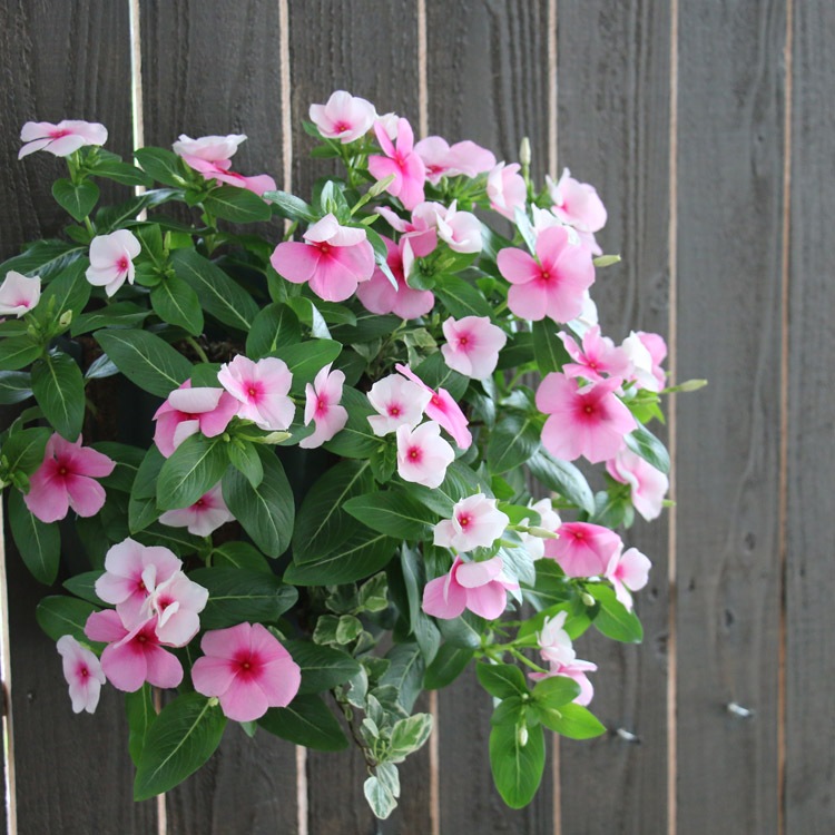 �֤���� �ϥ󥮥� �󤻿��� ������ [���ȥ��٥꡼](����ץ�10������) 5-11���