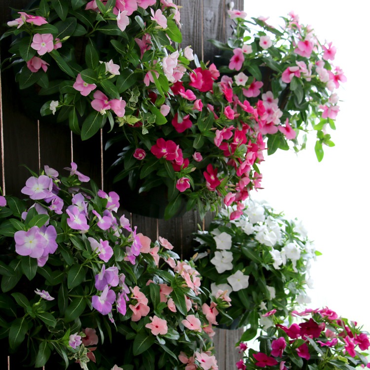 �֤���� �ϥ󥮥� �󤻿��� ������ [���ȥ��٥꡼](����ץ�10������) 5-11���