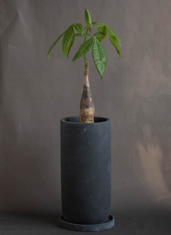 �ѥ���ȭ����(�������դ�)�ڥޥ��ȡ���L��(�ߥ塼��ߥ� murmures ��