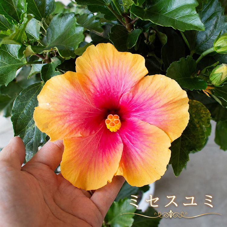 ���֤������ڤ���롿�ϥ��ӥ����� �ڥȥԥ��꡼��Ω�ơ�
