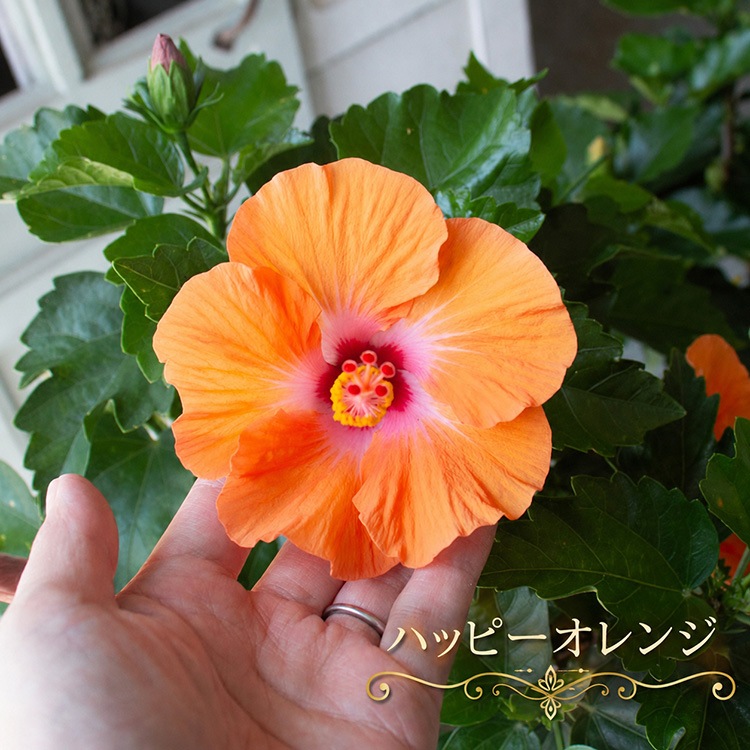 ���֤������ڤ���롿�ϥ��ӥ����� �ڥȥԥ��꡼��Ω�ơ�