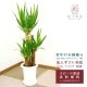 ���տ�ʪ ��å�(��ǯ����)7��ץ饹���å�ȭ(��)�⤵��1m��kan-yucc07-007��