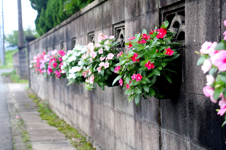 �֤���� �ϥ󥮥� �󤻿��� ������ [�С�����ǥ�](����ץ�10������) 5-11���