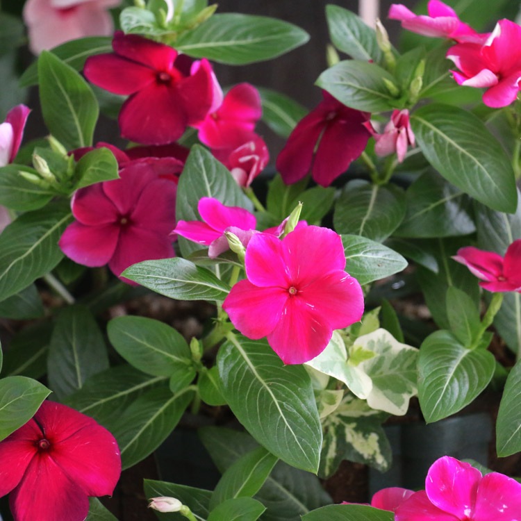 �֤���� �ϥ󥮥� �󤻿��� ������ [�С�����ǥ�](����ץ�10������) 5-11���