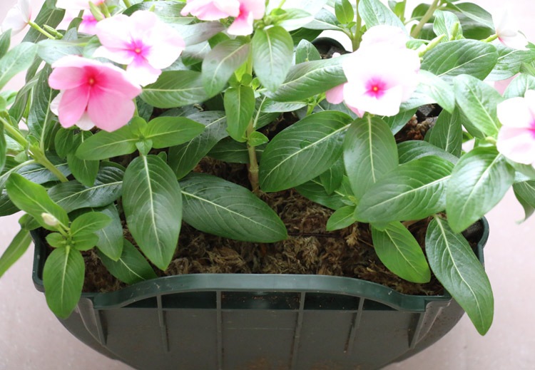 �֤���� �ϥ󥮥� �󤻿��� ������ [�С�����ǥ�](����ץ�10������) 5-11���