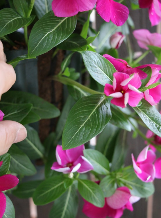 �֤���� �ϥ󥮥� �󤻿��� ������ [�С�����ǥ�](����ץ�10������) 5-11���