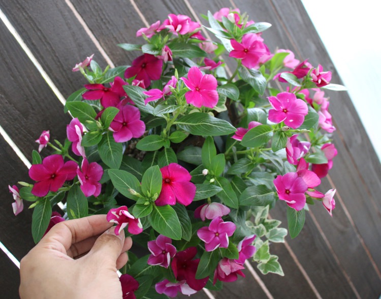 �֤���� �ϥ󥮥� �󤻿��� ������ [�С�����ǥ�](����ץ�10������) 5-11���