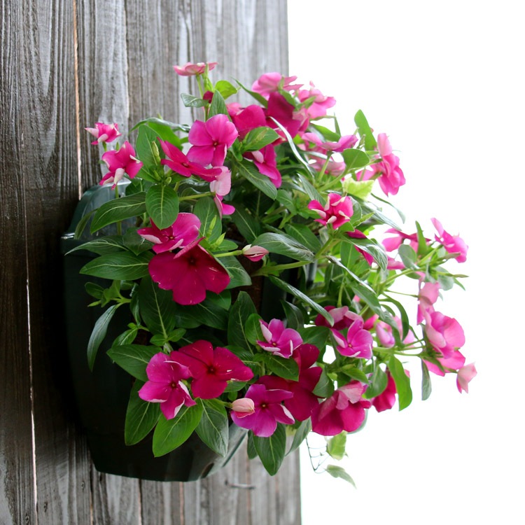 �֤���� �ϥ󥮥� �󤻿��� ������ [�С�����ǥ�](����ץ�10������) 5-11���