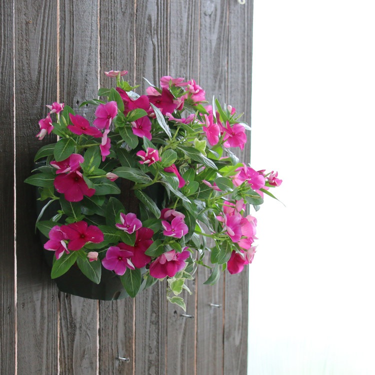 �֤���� �ϥ󥮥� �󤻿��� ������ [�С�����ǥ�](����ץ�10������) 5-11���