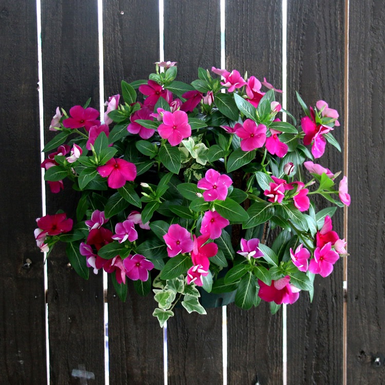 �֤���� �ϥ󥮥� �󤻿��� ������ [�С�����ǥ�](����ץ�10������) 5-11���