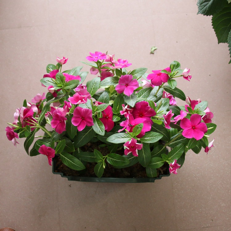 �֤���� �ϥ󥮥� �󤻿��� ������ [�С�����ǥ�](����ץ�10������) 5-11���