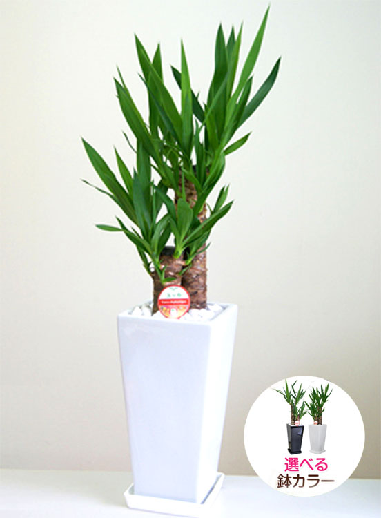 ���տ�ʪ ��å�(��ǯ����)6��ѹ�ƫ��ȭ(���)�⤵��70cm��kan-yucc06-005006�� 