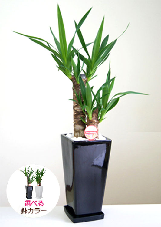 ���տ�ʪ ��å�(��ǯ����)6��ѹ�ƫ��ȭ(���)�⤵��70cm��kan-yucc06-005006�� 