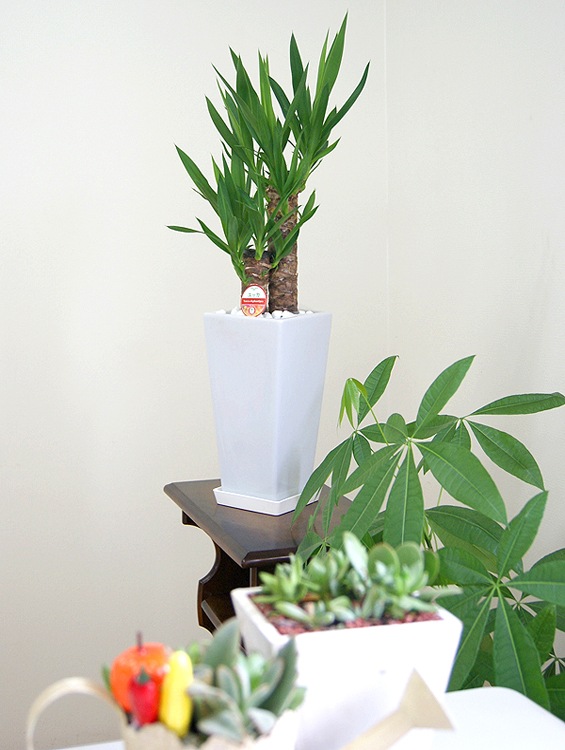 ���տ�ʪ ��å�(��ǯ����)6��ѹ�ƫ��ȭ(���)�⤵��70cm��kan-yucc06-005006�� 