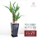 ���տ�ʪ ��å�(��ǯ����)6��ѹ�ƫ��ȭ(���)�⤵��70cm��kan-yucc06-005006�� 