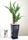 ���տ�ʪ ��å�(��ǯ����)6��ѹ�ƫ��ȭ(���)�⤵��70cm��kan-yucc06-005006�� 
