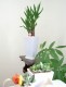 ���տ�ʪ ��å�(��ǯ����)6��ѹ�ƫ��ȭ(���)�⤵��70cm��kan-yucc06-005006�� 