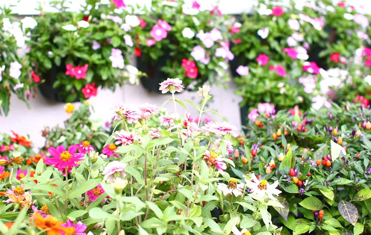 [֤ 5åȥ] ǳߤǽФ ꥸʥ֥  ϥ󥮥󥰥ХåȤ󤻿̤