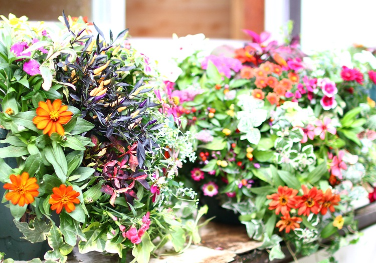 [֤ 5åȥ] ǳߤǽФ ꥸʥ֥  ϥ󥮥󥰥ХåȤ󤻿̤