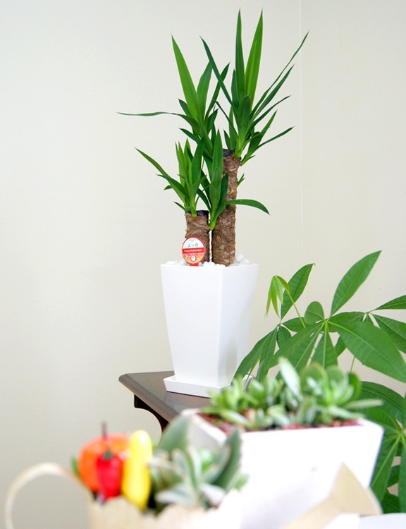 ���տ�ʪ ��å�(��ǯ����)6��ѥץ饹���å�ȭ(��)��kan-yucc06-007�۹⤵��65cm