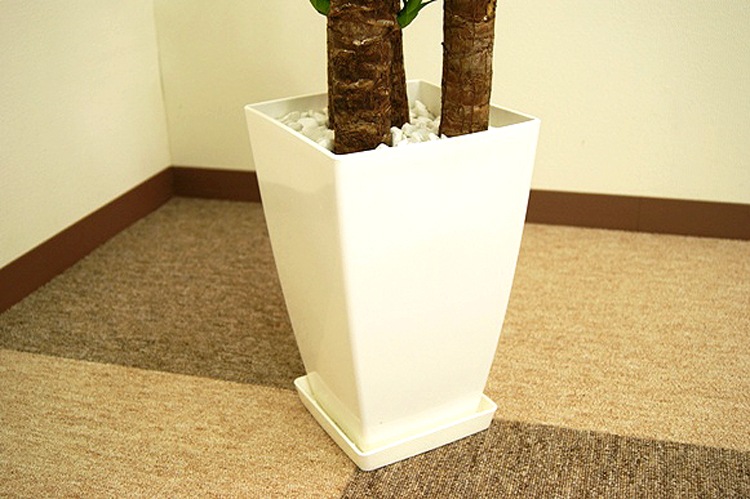 ���տ�ʪ ��å�(��ǯ����)6��ѥץ饹���å�ȭ(��)��kan-yucc06-007�۹⤵��65cm