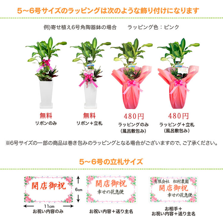 ���տ�ʪ ��å�(��ǯ����)6��ѥץ饹���å�ȭ(��)��kan-yucc06-007�۹⤵��65cm