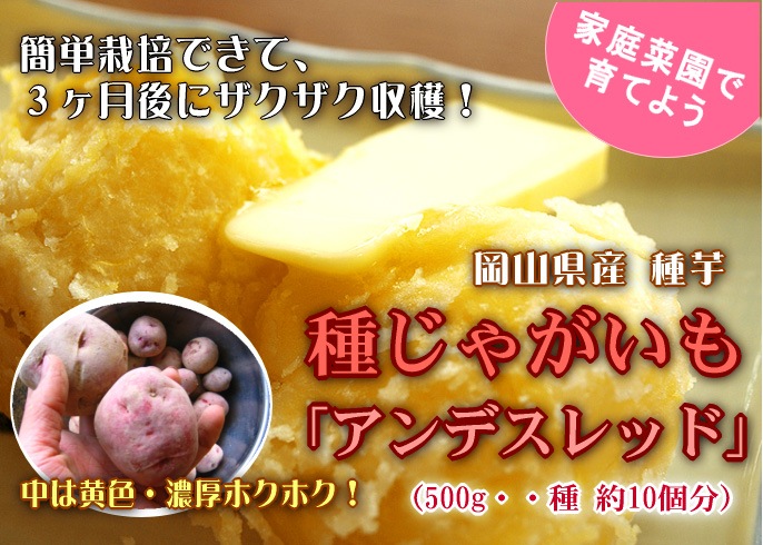 ���ޥĥ����Τ�ʤ��������ý����ڤ��㤬���� ��� �磻���ǻ���ۥå��ۥ��֥���ǥ���å�500g�׽տ���