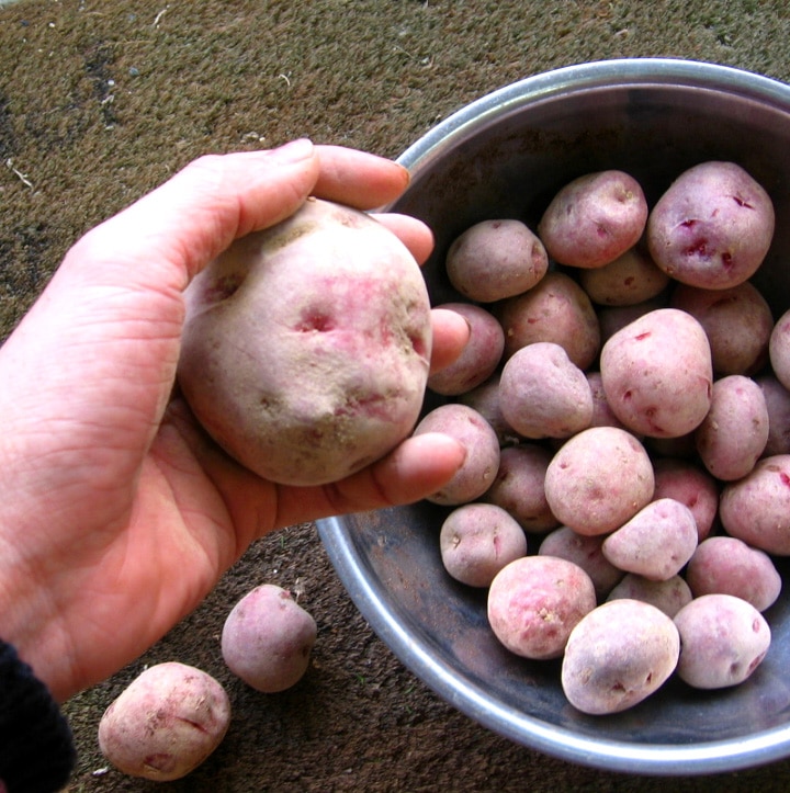 ���ޥĥ����Τ�ʤ��������ý����ڤ��㤬���� ��� �磻���ǻ���ۥå��ۥ��֥���ǥ���å�500g�׽տ���