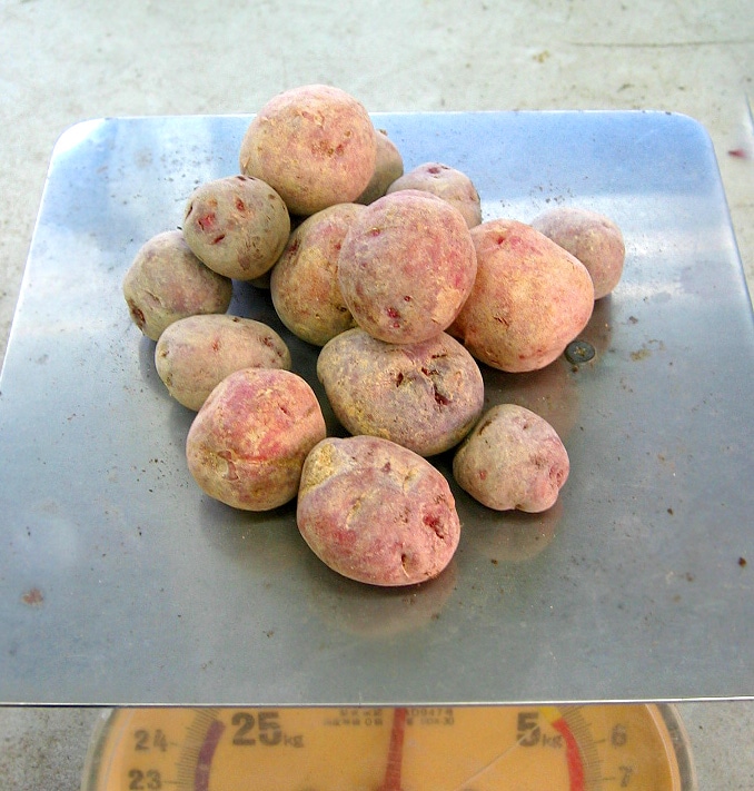 ���ޥĥ����Τ�ʤ��������ý����ڤ��㤬���� ��� �磻���ǻ���ۥå��ۥ��֥���ǥ���å�500g�׽տ���