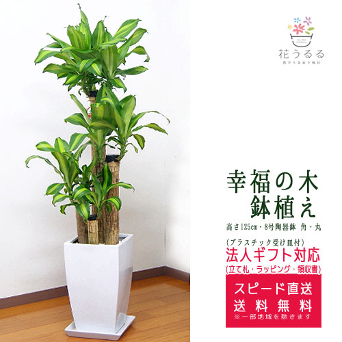 ���տ�ʪ ��ʡ����8��ƫ��ȭ(��) �⤵��1.25m �ɥ饻�ʡ��ޥå��󥲥��� ��mass08-004 ��