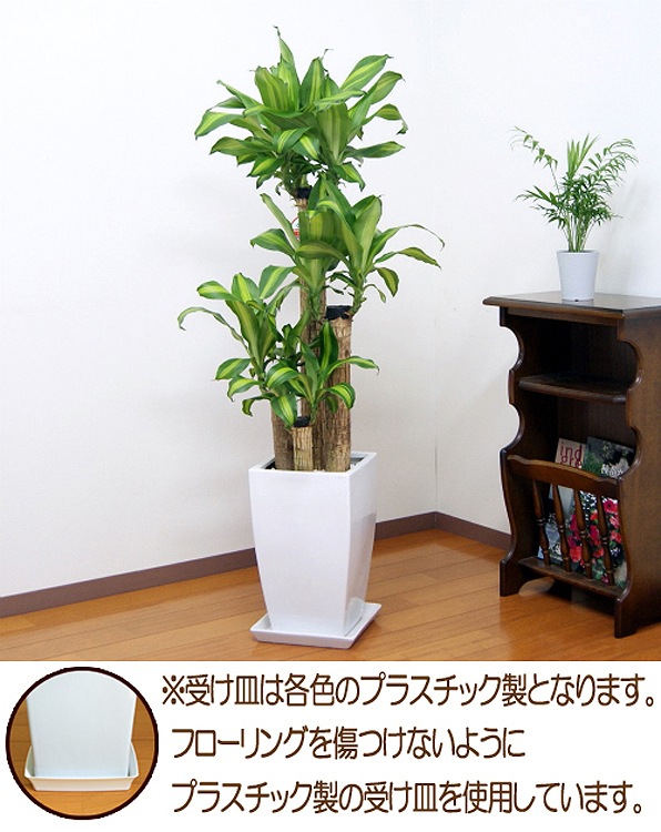 ���տ�ʪ ��ʡ����8��ƫ��ȭ(��) �⤵��1.25m �ɥ饻�ʡ��ޥå��󥲥��� ��mass08-004 ��