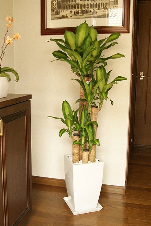 ���տ�ʪ ��ʡ����8��ƫ��ȭ(��) �⤵��1.25m �ɥ饻�ʡ��ޥå��󥲥��� ��mass08-004 ��