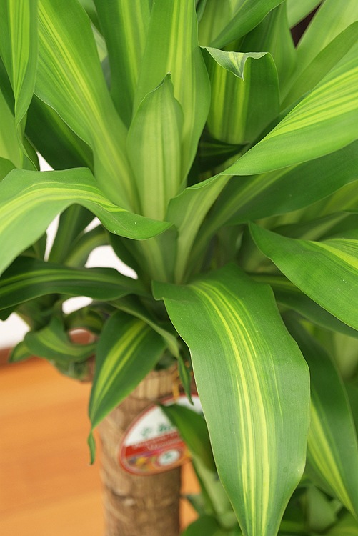 ���տ�ʪ ��ʡ����8��ƫ��ȭ(��) �⤵��1.25m �ɥ饻�ʡ��ޥå��󥲥��� ��mass08-004 ��