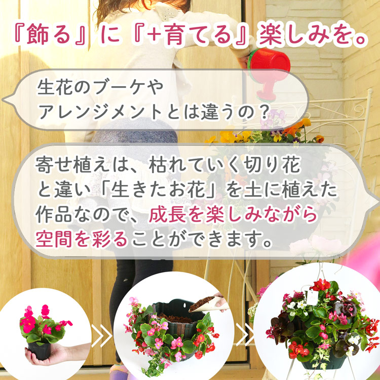 �ڥ���˥��Υϥ󥮥� �󤻿��� [�饤�� (����ץ�]�վ޴�:4-11��