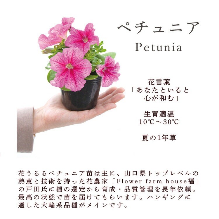 �ڥ���˥��Υϥ󥮥� �󤻿��� [�饤�� (����ץ�]�վ޴�:4-11��