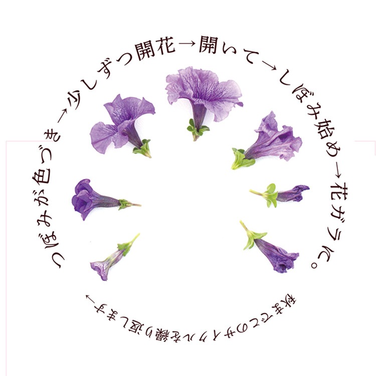 �ڥ���˥��Υϥ󥮥� �󤻿��� [�饤�� (����ץ�]�վ޴�:4-11��