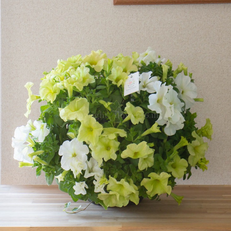 �ڥ���˥��Υϥ󥮥� �󤻿��� [�饤�� (����ץ�]�վ޴�:4-11��