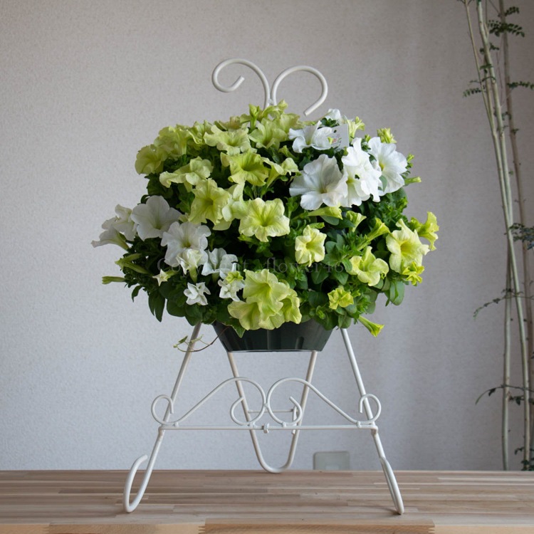 �ڥ���˥��Υϥ󥮥� �󤻿��� [�饤�� (����ץ�]�վ޴�:4-11��