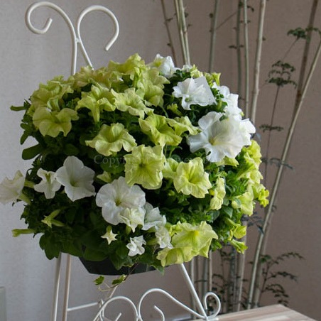 �ڥ���˥��Υϥ󥮥� �󤻿��� [�饤�� (����ץ�]�վ޴�:4-11��